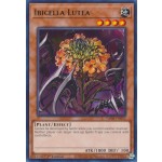 Ibicella Lutea (VASM-EN052) - 1st Edition